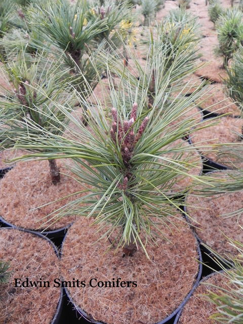 Pinus pumila 'Compacta'